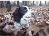 Geauga County Auditor Dog Images
